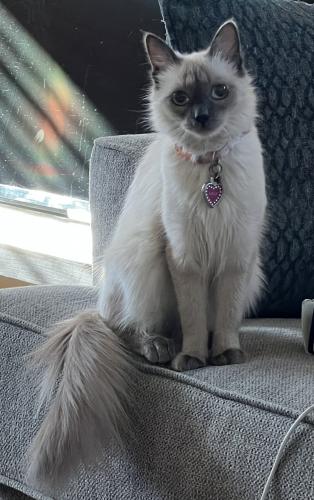 Lost Female Cat last seen Lampson ave and Monroe street , Garden Grove, CA 92845