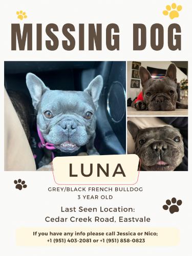 Lost Female Dog last seen Harrison & Schleisman, Eastvale, CA 92880