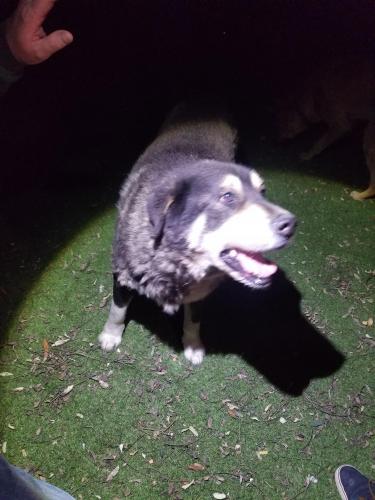 Found/Stray Unknown Dog last seen Riverside st, Lake Elsinore, CA 92530