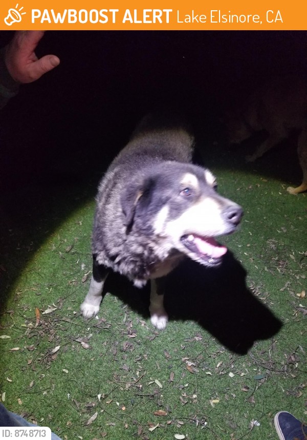 Found/Stray Unknown Dog last seen Riverside st, Lake Elsinore, CA 92530