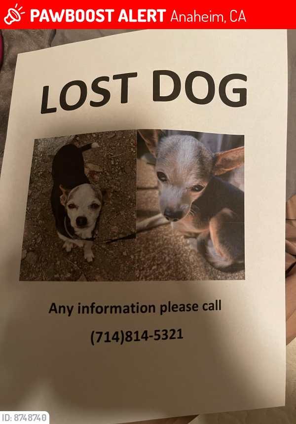 Deceased Male Dog last seen Broadview St. + Crone Ave near Clara Barton park, Anaheim, CA 92804