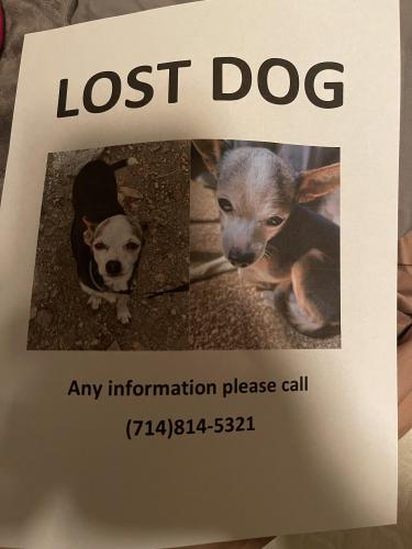 Lost Male Dog last seen Broadview St. + Crone Ave near Clara Barton park, Anaheim, CA 92804