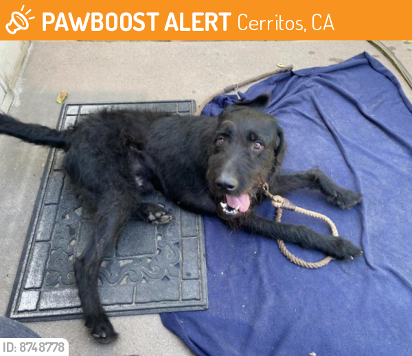 Found/Stray Male Dog last seen Near Holmes Ave, Cerritos, CA, USA, Cerritos, CA 90703