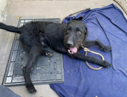 Found/Stray Male Dog last seen Near Holmes Ave, Cerritos, CA, USA, Cerritos, CA 90703