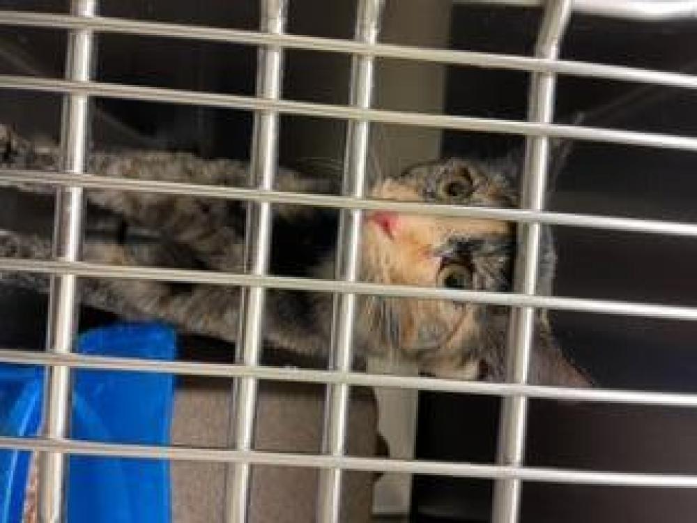 Shelter Stray Female Cat last seen Near BLOCK W CAREFREE CIR, TAYLORSVILLE UT 84129, West Valley City, UT 84120
