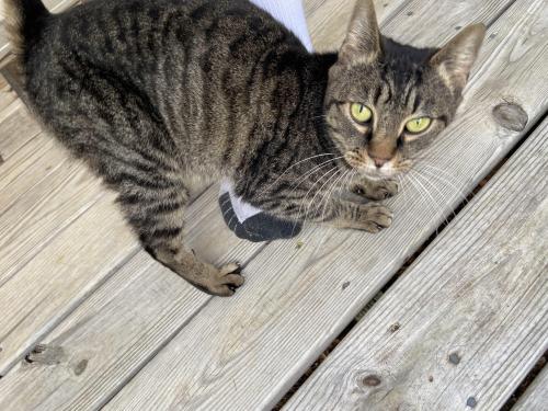 Found/Stray Female Cat last seen Neighborhood off Jones Franklin Road, near Athens Drive., Raleigh, NC 27606