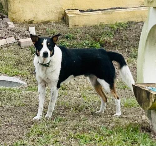Found/Stray Male Dog last seen Naples & Isabella (front hse), Lehigh Acres, FL 33974