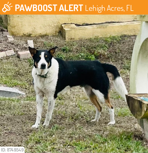 Surrendered Male Dog last seen Naples & Isabella (front hse), Lehigh Acres, FL 33974