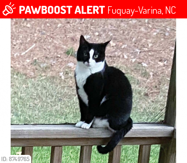 Lost Female Cat last seen Ballentine Subdivision - Sunset Lake Road, Fuquay-Varina, NC 27526