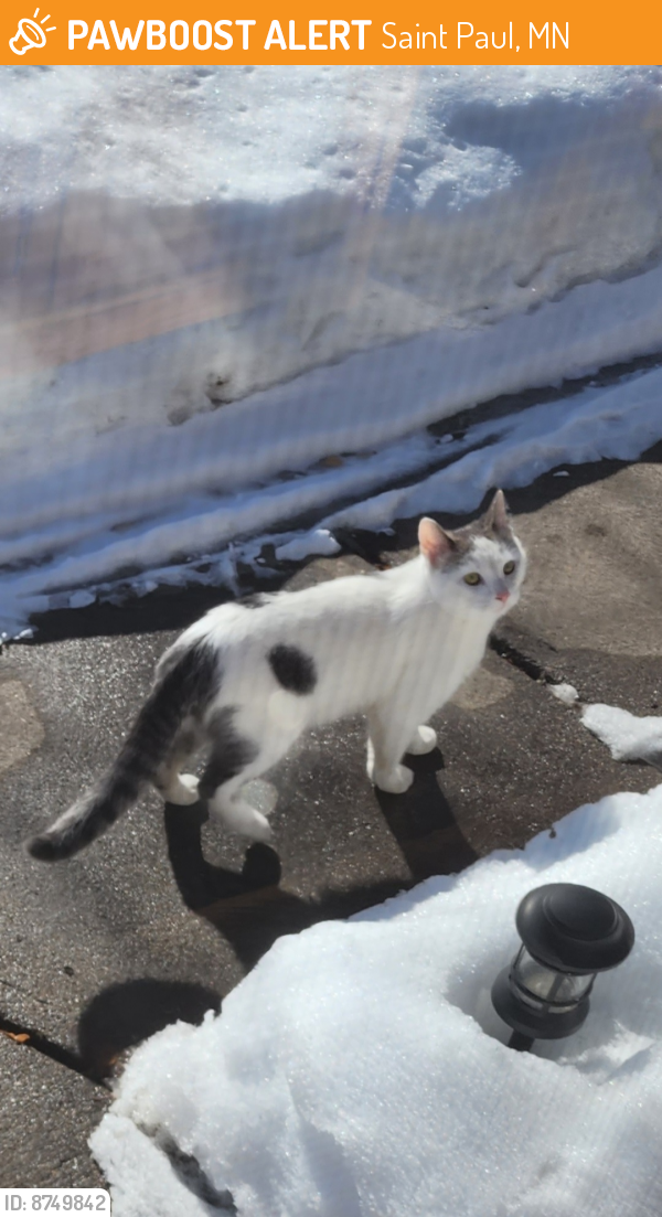 Found/Stray Male Cat last seen Rice Street , Saint Paul, MN 55117