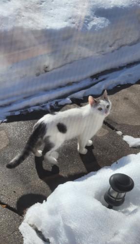 Found/Stray Male Cat last seen Rice Street , Saint Paul, MN 55117