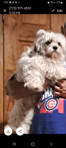Lost Male Dog last seen 51st and Trumbull , Chicago, IL 60632