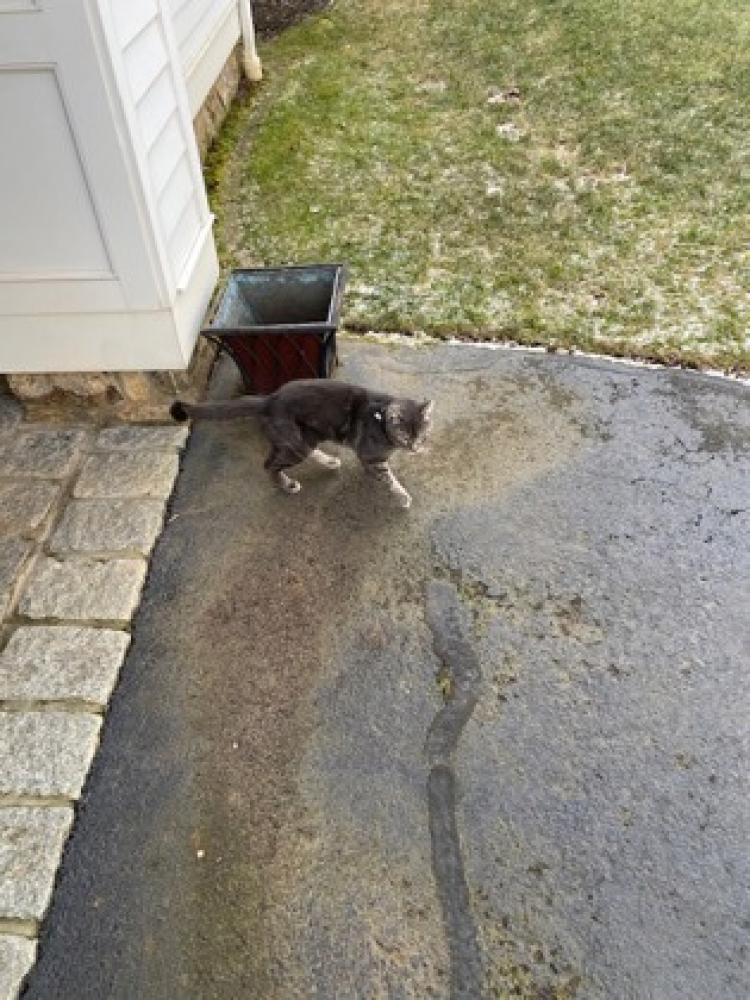 Shelter Stray Male Cat last seen Harding Township, NJ 07920, Madison, NJ 07940