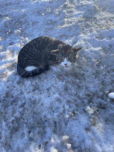 Found/Stray Unknown Cat last seen St croix trail north and 95, Lakeland, MN 55043