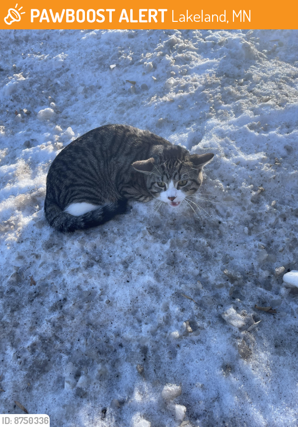 Found/Stray Unknown Cat last seen St croix trail north and 95, Lakeland, MN 55043