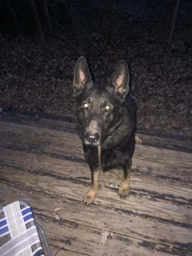 Found/Stray Male Dog last seen Near Gorsuch Avenue Baltimore, MD 21218, Baltimore, MD 21218