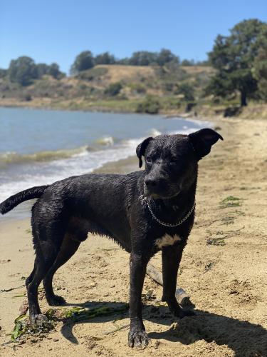 Lost Male Dog last seen 7th & Pennsylvania Richmond California , Richmond, CA 94801