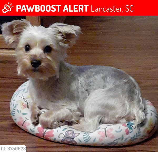 Lost Male Dog last seen East Arch Street, Lancaster, SC, Lancaster, SC 29720