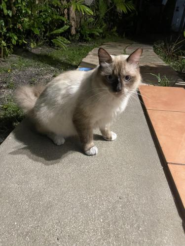 Found/Stray Female Cat last seen Near E 57th St , Hialeah, FL 33013