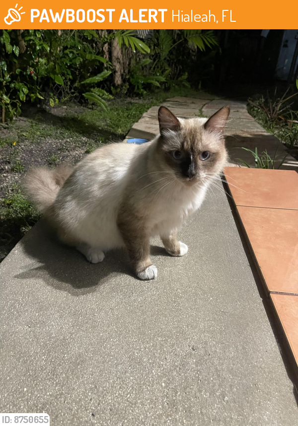 Found/Stray Female Cat last seen Near E 57th St , Hialeah, FL 33013