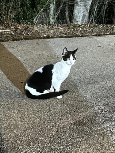 Found/Stray Female Cat last seen West Hall High School , Oakwood, GA 30566