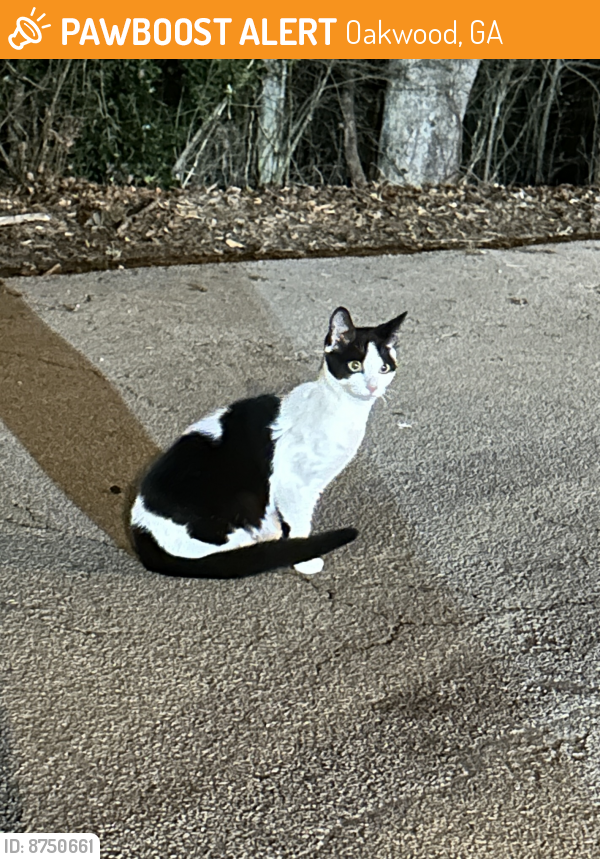 Found/Stray Female Cat last seen West Hall High School , Oakwood, GA 30566