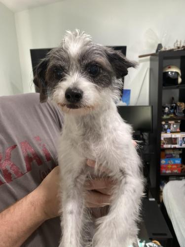 Lost Female Dog last seen Sunset and 117th Ave, Kendall, FL 33143