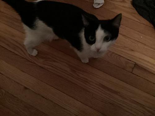 Lost Female Cat last seen Mango and diversity by the black Friday store, Chicago, IL 60639