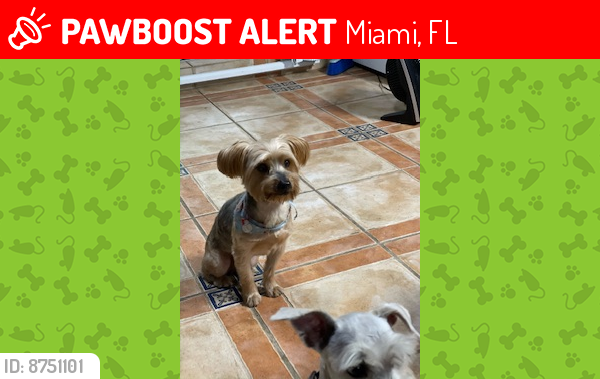 Lost Male Dog last seen Near Sw 48 st, Miami, FL 33155