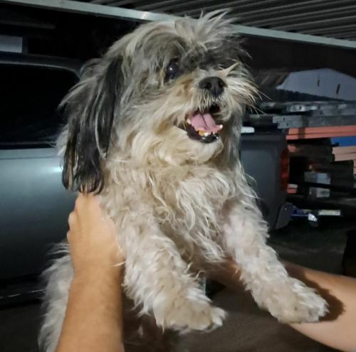 Found/Stray Male Dog last seen Near E. Campo Bello Dr , Phoenix, AZ 85022