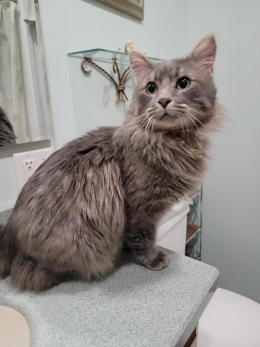 Found/Stray Female Cat last seen Dorland Rd S and Carver Ave , Maplewood, MN 55119