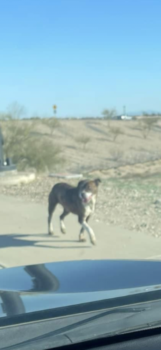 Found/Stray Unknown Dog last seen Indian school and perryville , Savannah, AZ 85340