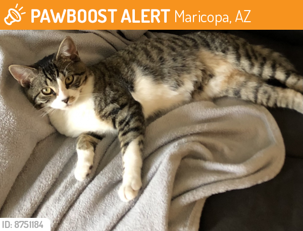 Rehomed Male Cat last seen Honeycutt & 347, Maricopa, AZ 85138
