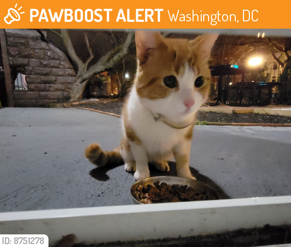 Rehomed Unknown Cat last seen Dunbar Highschool, Washington, DC 20001