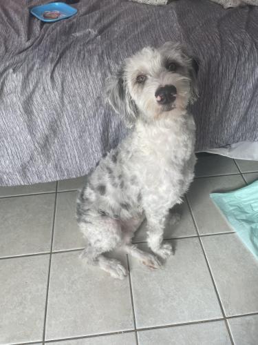 Lost Male Dog last seen Road , South River, NJ 08882
