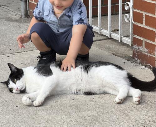 Lost Male Cat last seen Atlantic Avenue & 75th street, Queens, NY 11416
