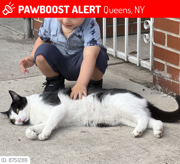 Lost Male Cat last seen Atlantic Avenue & 75th street, Queens, NY 11416
