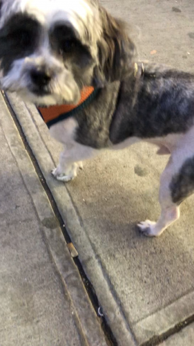 Lost Male Dog last seen Our lady of sorrows(church), Queens, NY 11368