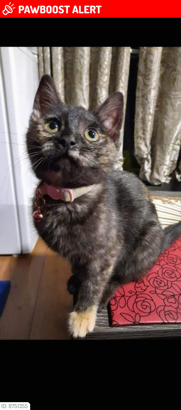 Lost Female Cat last seen Montpelier Gardens , Greater London, England E6 3JF