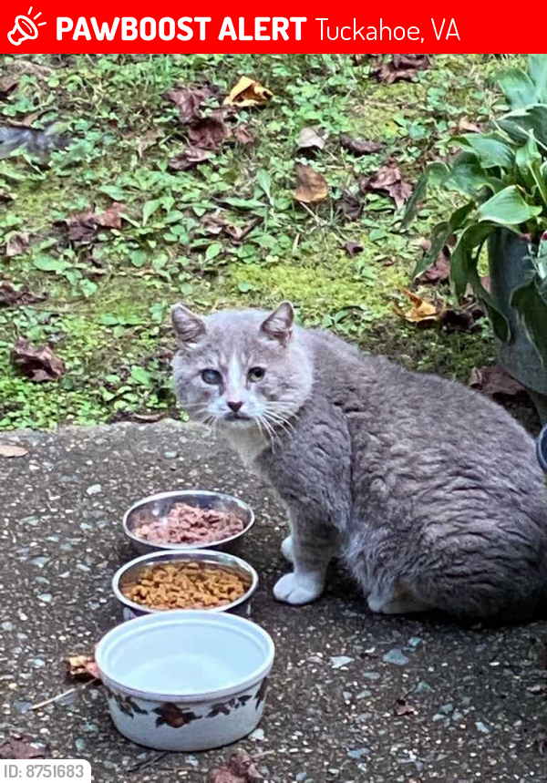 Lost Unknown Cat last seen gaskins, Tuckahoe, VA 23229
