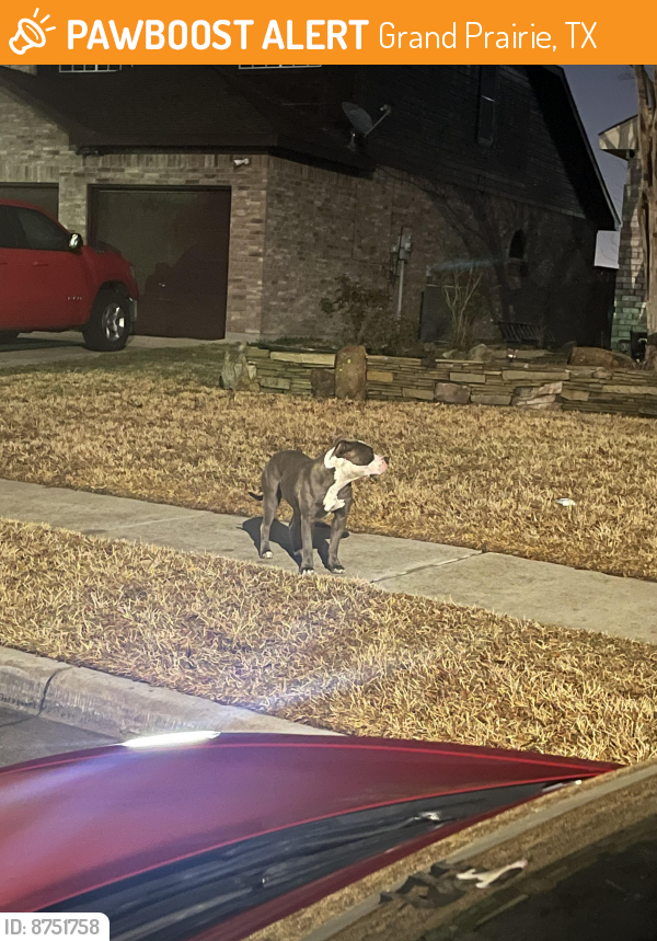 Found/Stray Female Dog last seen Scarborough dr, Grand Prairie, TX 75050