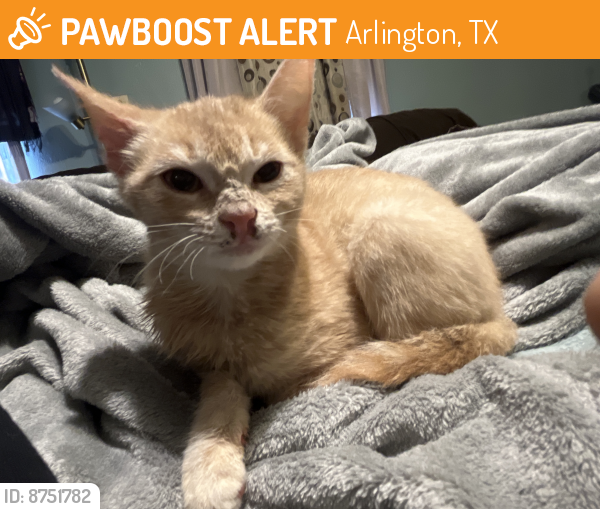Found/Stray Female Cat last seen Collins and park row , Arlington, TX 76010