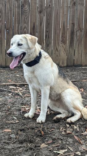 Found/Stray Female Dog last seen Green oaks and Matlock, Arlington, TX 76017