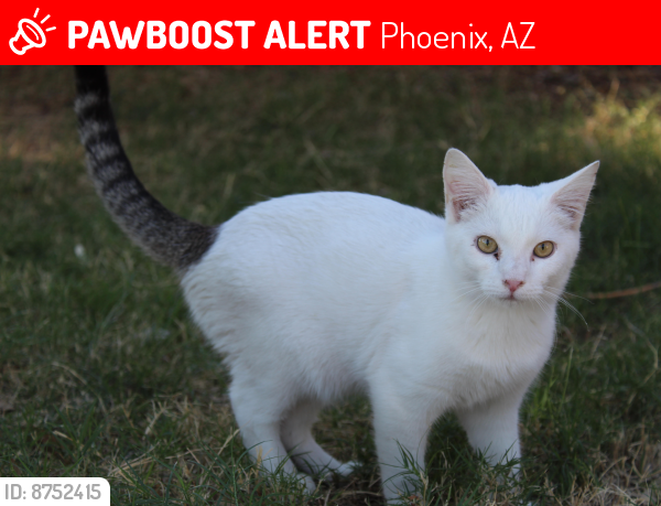 Lost Male Cat last seen 35th Ave & Meadowbrook,  south of Camelback, Phoenix, AZ 85019