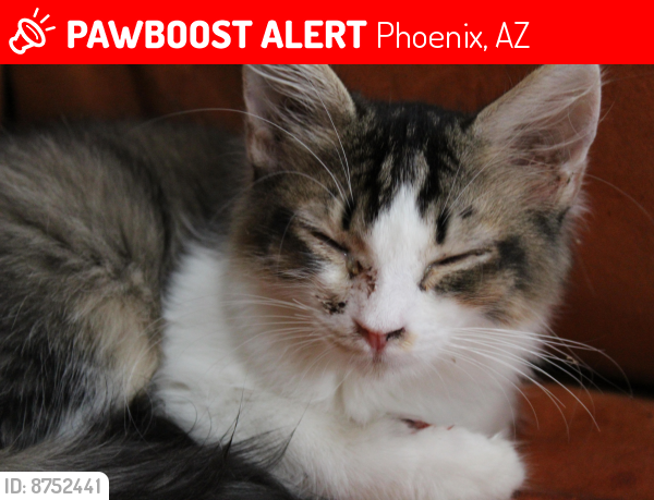 Lost Female Cat last seen 35th Ave & Meadowbrook,  south of Camelback, Phoenix, AZ 85019