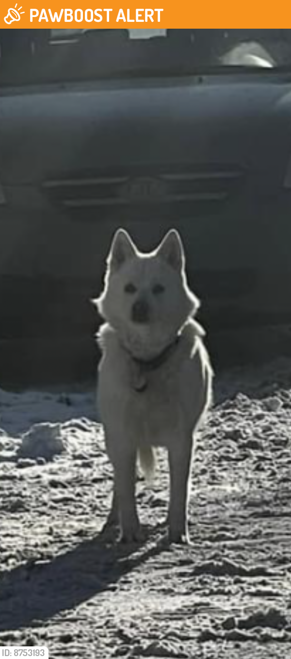 Found/Stray Dog in DollarddesOrmeaux, QC H9G 2M2 (ID 8753193) PawBoost