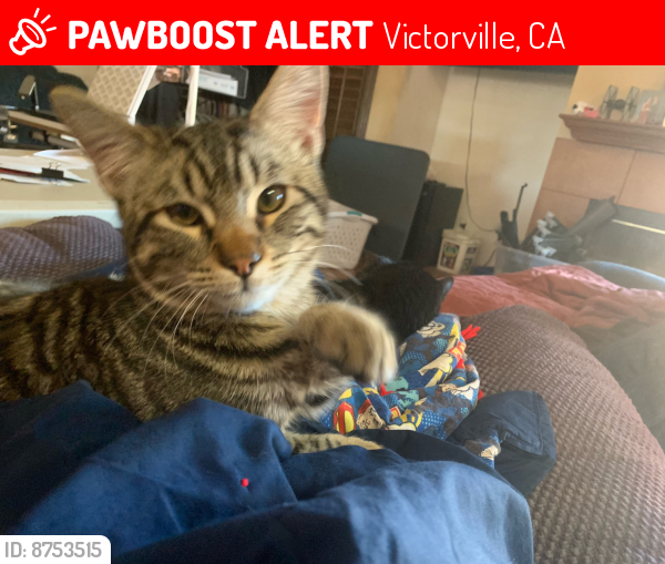 Lost Male Cat last seen Durango way , Victorville, CA 92392
