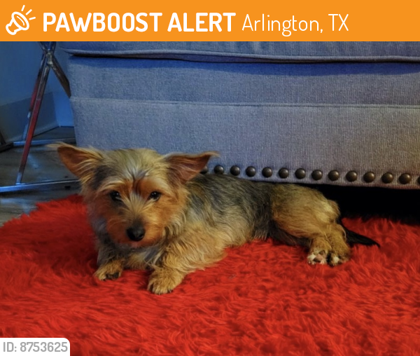 Found/Stray Male Dog last seen W. Park row and Waggoner near pantego , Arlington, TX 76013