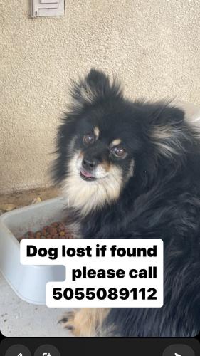 Lost Male Dog last seen Blake and Unser , Albuquerque, NM 87105