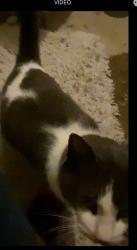 Reunited Unknown Cat last seen Silverlake Sub’d - Morgan & Endicott 77584, Houston, TX 77035